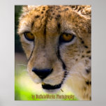Cheetah 9120 posters
