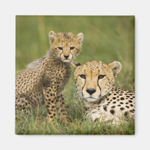 Cheetah, Acinonyx jubatus, with cub in the Fridge Magnet