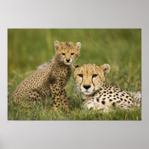 Cheetah, Acinonyx jubatus, with cub in the Poster