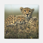 Cheetah and Cub Magnets