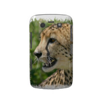 Cheetah Attack Blackberry Bold Case
