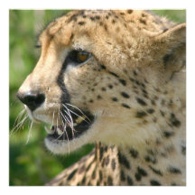 Cheetah Attack Invitation