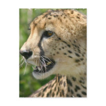 Cheetah Attack Postcard