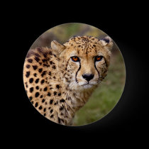 Cheetah Badge buttons