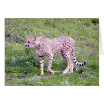 Cheetah Greeting Card