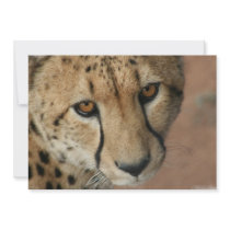 Cheetah Cat Invitation
