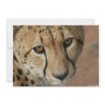 Cheetah Cat Invitation