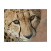 Cheetah Cat Postcard