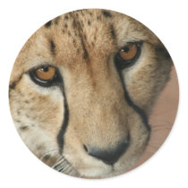 Cheetah Cat Sticker