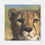 Cheetah Close-Up Magnets