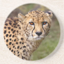 Cheetah Coaster
