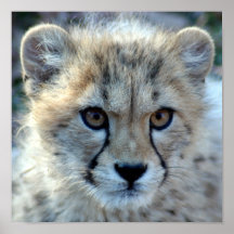 cheetah-cub10x10 print