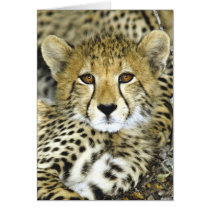 Cheetah Cub 2 Cards