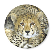Cheetah Cub 2 Refrigerator Magnets