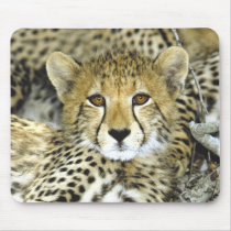 Cheetah Cub 2 Mouse Pads