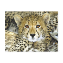 Cheetah Cub 2 Post Cards