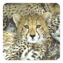 Cheetah Cub 2 Stickers
