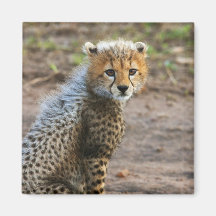 Cheetah Cub Acinonyx Jubatus) as seen in the Refrigerator Magnets