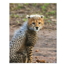 Cheetah Cub Acinonyx Jubatus) as seen in the Photo Art