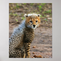 Cheetah Cub Acinonyx Jubatus) as seen in the Print