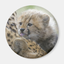 Cheetah Cub with Mum Magnets
