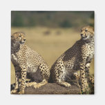 Cheetah Duo Magnets