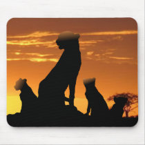 Cheetah family