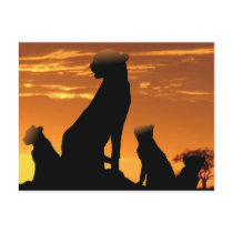 Cheetah family
