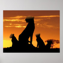 Cheetah family