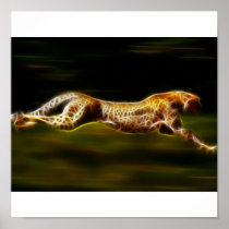 Cheetah Hunting His Prey