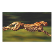 Cheetah Hunting His Prey