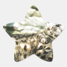 cheetah in the sun stickers
