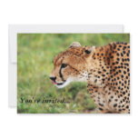Cheetah Invitation Card