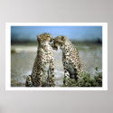 Cheetah Kisses Wildlife Poster posters