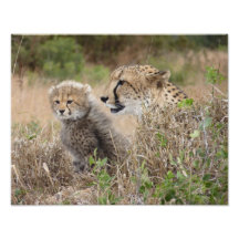 Cheetah Mother and Cub Photo Print