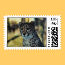 Cheetah Postage stamps
