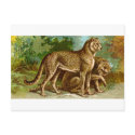 Cheetah postcards