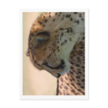 Cheetah postcards