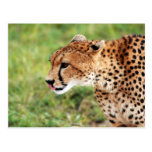 Cheetah Postcard