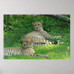 Cheetah Poster posters