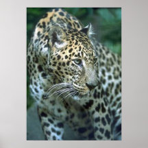Cheetah Posters