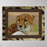 Cheetah Poster