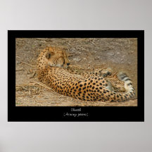 Cheetah Poster Print