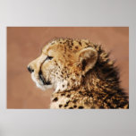 Cheetah Prince Poster