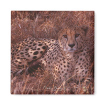 Cheetah Stare Magnets