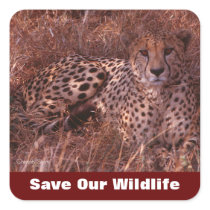 Cheetah Stare Save Our Wildlife Stickers
