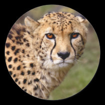 Cheetah Sticker