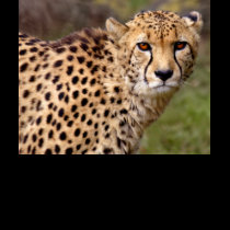 Cheetah Tee t-shirts