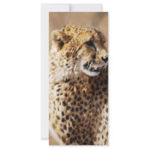 Cheetahs beauty in Africa Rack Card Template
