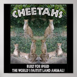 CHEETAHS - BUILT FOR SPEED POSTERS